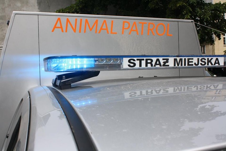 Na pomoc zwierzętom