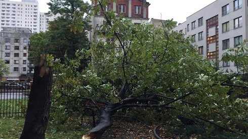 M.in. przy al. Kościuszki w Łodzi porywisty wiatr złamał drzewo fot. Konrad Ciężki / UMŁ