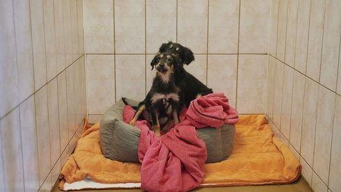 Dwa ciemne kundelki kulą się na szarym posłaniu otoczone pomarańczowym i czerwonym kocykiem. - Dwa ciemne kundelki kulą się na szarym posłaniu otoczone pomarańczowym i czerwonym kocykiem.